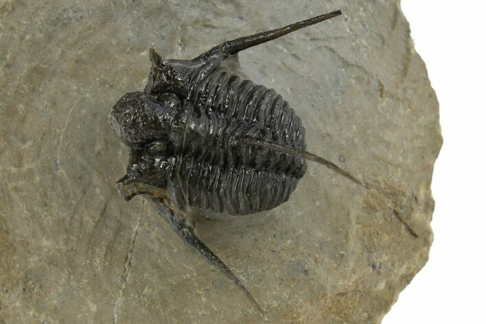 Beautiful Spiny Cyphaspis Trilobite - Morocco #312260